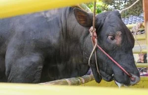 sapi kurban prabowo-1