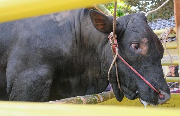 sapi kurban prabowo-1