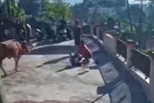 sapi kurban tanah datar