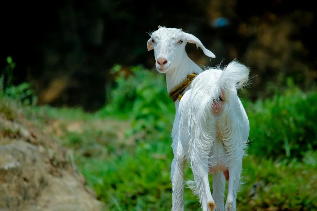 torpedo kambing