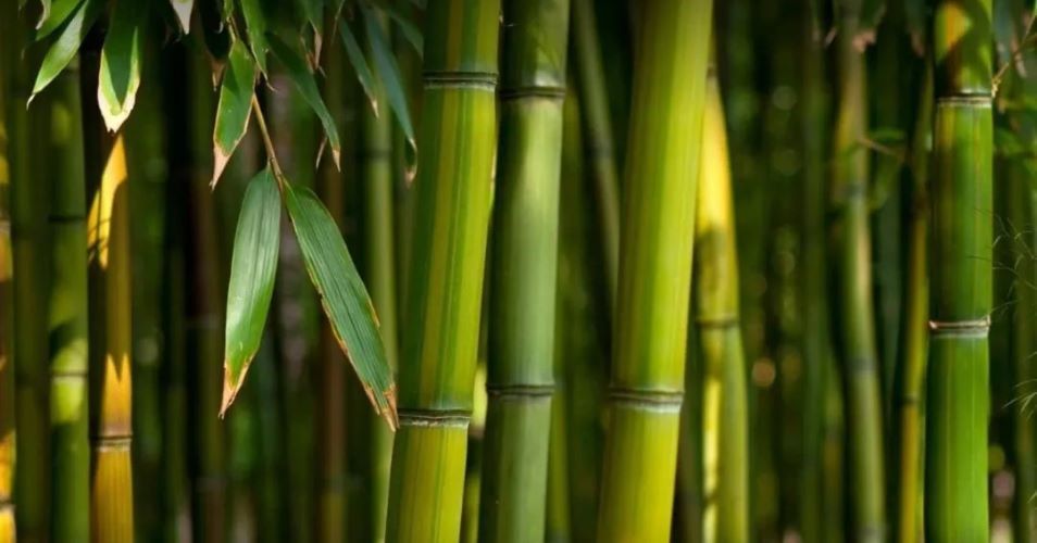 filosofi Bambu Jawa Barat (Instagram BPBD Jabar)