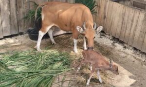 Bayi Banteng Jawa lahir di Pangandaran (Dok BKSDA Jabar)