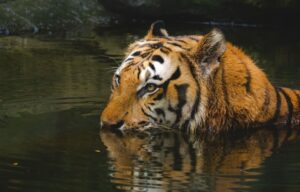 Hari Harimau Internasional 2025 (Dok Bandung Zoo)