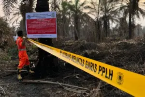 KLH Segel Kebun-Pabrik Sawit Terkait Karhutla di Riau