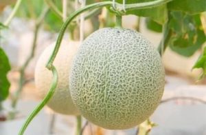 Melon Amanda Tavi 1 - Instagram Pemkab Cirebon