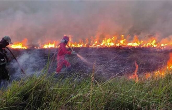 Miris! Dalam 5 Bulan 8.500 Hektare Hutan Indonesia Terbakar, Mayoritas Ulah Manusia