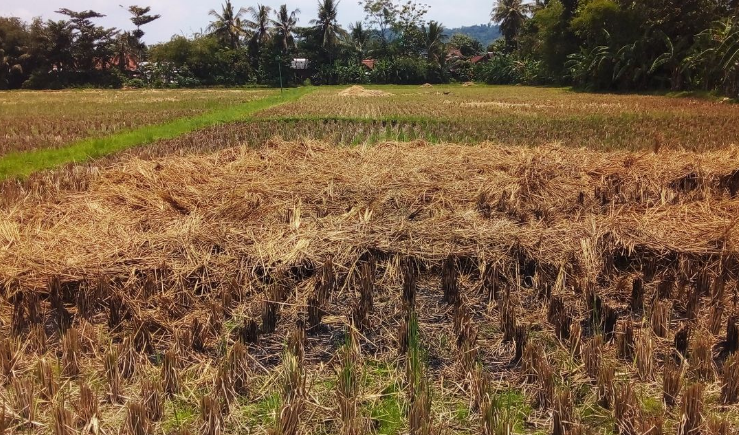 Warga banyuman mengais padi