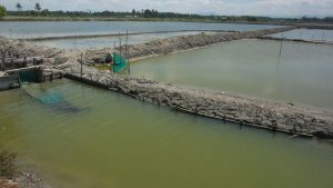 Tambak ikan jebol