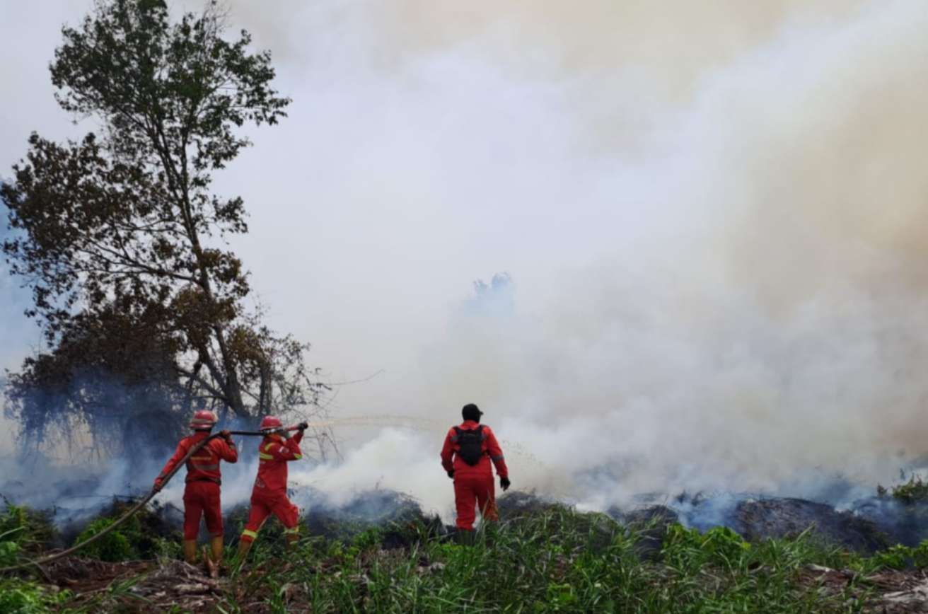 Tegas! Pemerintah Akan Cabut Izin Perusahaan Pembakar Hutan Riau