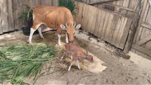 banteng jawa pertama lahir