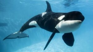 Paus Orca