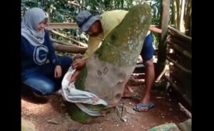 Batu Lingga Subang (Dok Disdikbud Subang)
