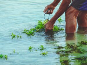 Rumput Laut Pa’jukukang