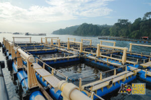 Keramba Jaring Apung Pangandaran (Dok Unpad)