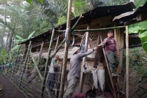 Macan Tutul Kuningan (Instagram BBKSDA Jabar)
