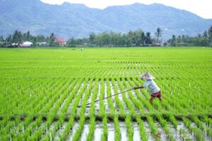Petani Ciamis