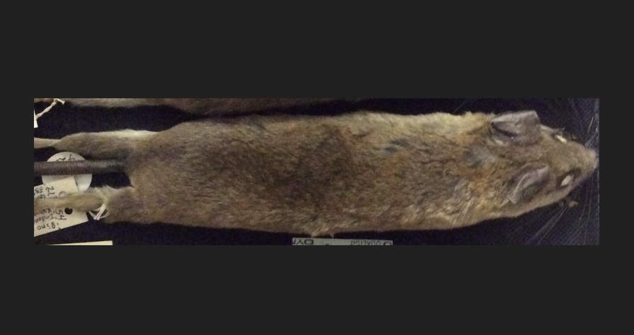BRIN temukan spesies baru tikus sulawesi