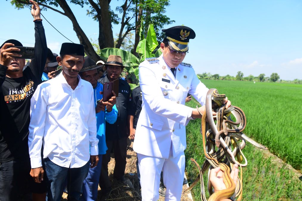 Ular Indramayu (Dok. Info Publik)