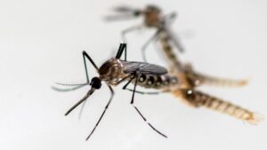 WABAH CHIKUNGUNYA