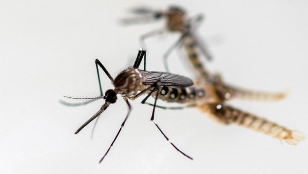 WABAH CHIKUNGUNYA