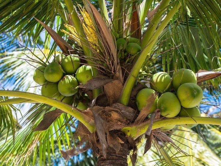 Produksi Kelapa