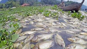 ikan mati di sungai cingkrang