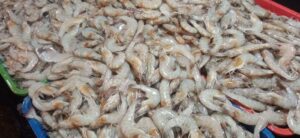 Udang Beku RI Terpapar Zat Radioaktif