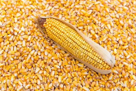 Jagung SPHP