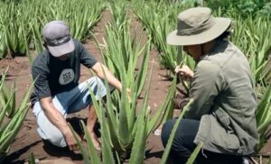 Alan Efendi Aloevera (Dok Alan Efendi)