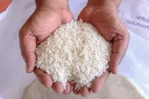 harga beras premium