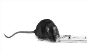 Tersengat Jebakan Tikus