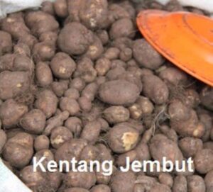 Kentang Jembut (Dok animhosan.blogspot)