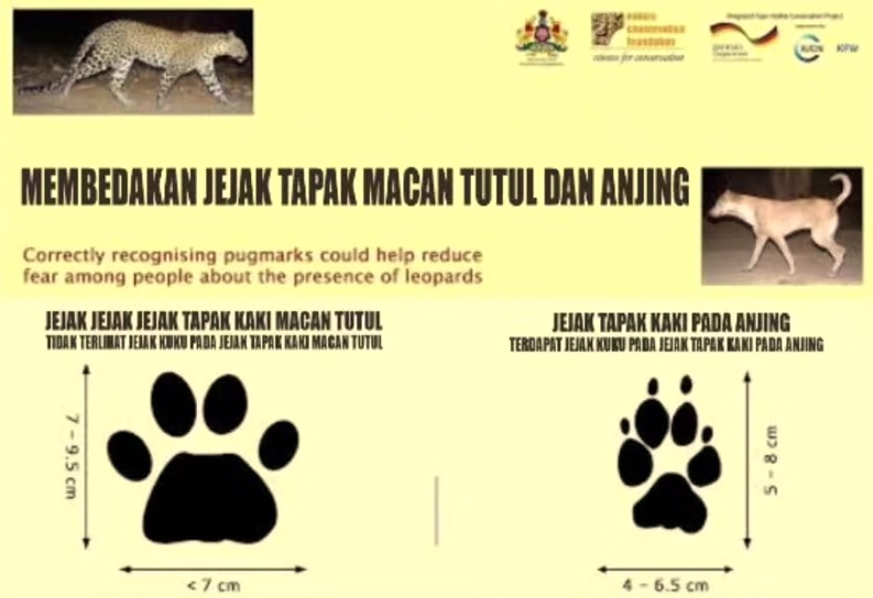 Macan Tutul Kabur Bandung LPZ (Instagram BBKSDA Jabar)