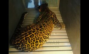 Macan Tutul yang kabur dari Lembang Park Zoo (Instagram BBKSDA Jabar)