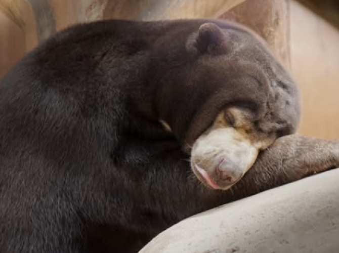Nasib satwa Bandung Zoo