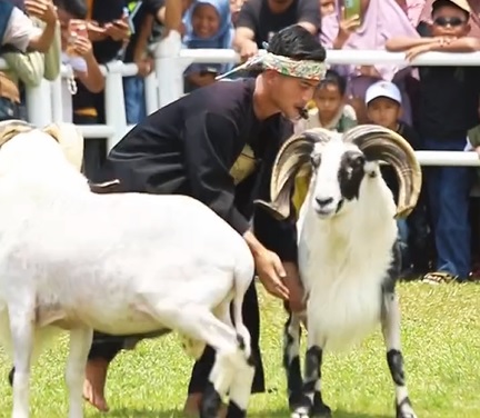 ketangkasan domba garut