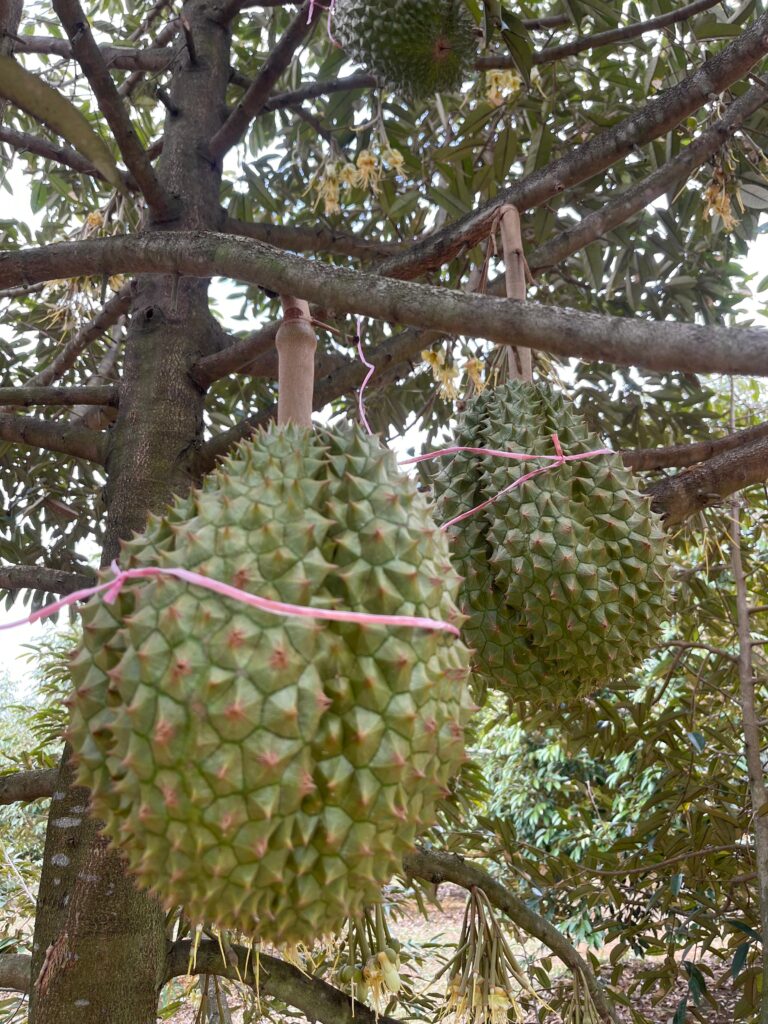 Potensi Durian Bandung Barat Bisa Jadi Peluang Besar Genjot Ekonomi dan Wisata