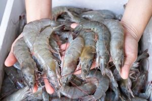 Harga Udang