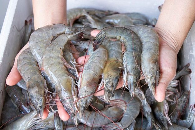Harga Udang