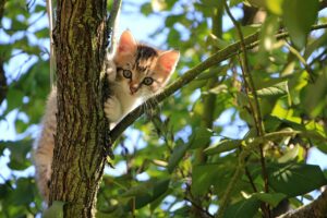 Jual daging kucing