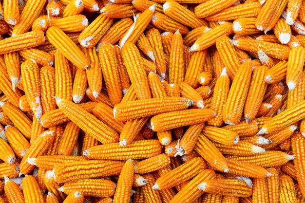 SPHP Jagung