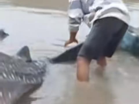 Hiu Mati Diperairan Bekasi