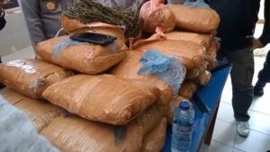 Amankan 19 Kg Ganja Asal Papua Nugini, 15 Warga Asing Ditangkap di Papua