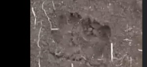 jejak hewan misterius kbb