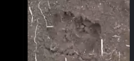 jejak hewan misterius kbb