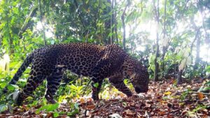 macan tutul