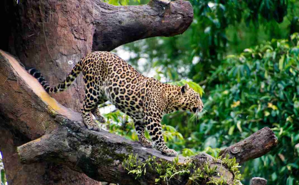 macan tutul kabur-1
