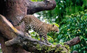 macan tutul kabur-1