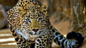 macan tutul kabur