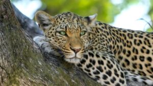 macan tutul sampai tangkuban parahu